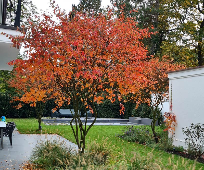Anja Göbel Gartenarchitektur - Farbenfroher Baum mit Herbstlaub im Wohlfühlgarten